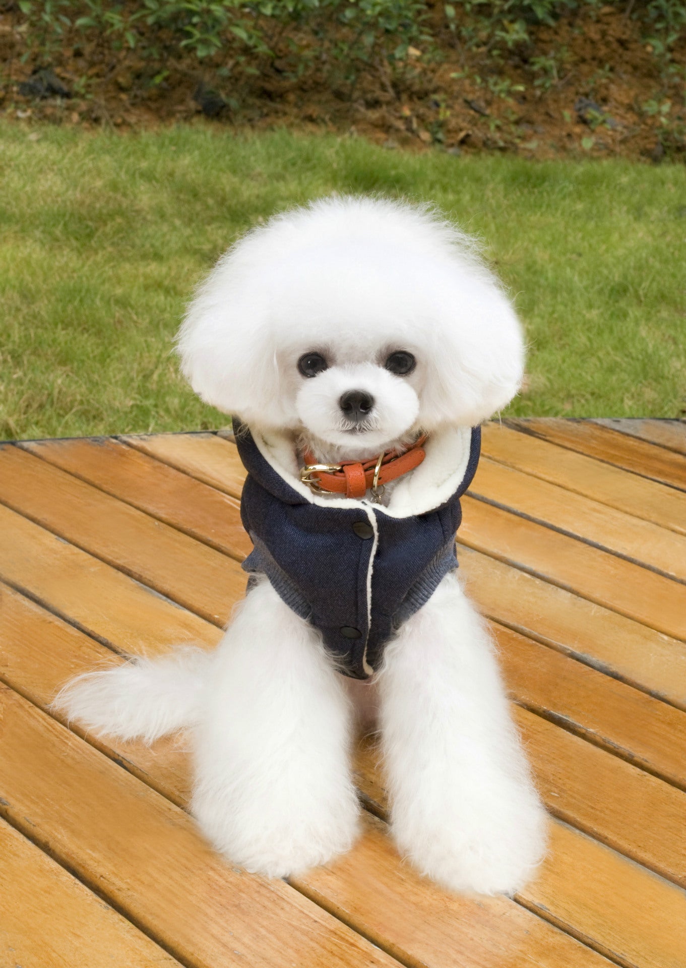 Teddy Dog Padded Coat