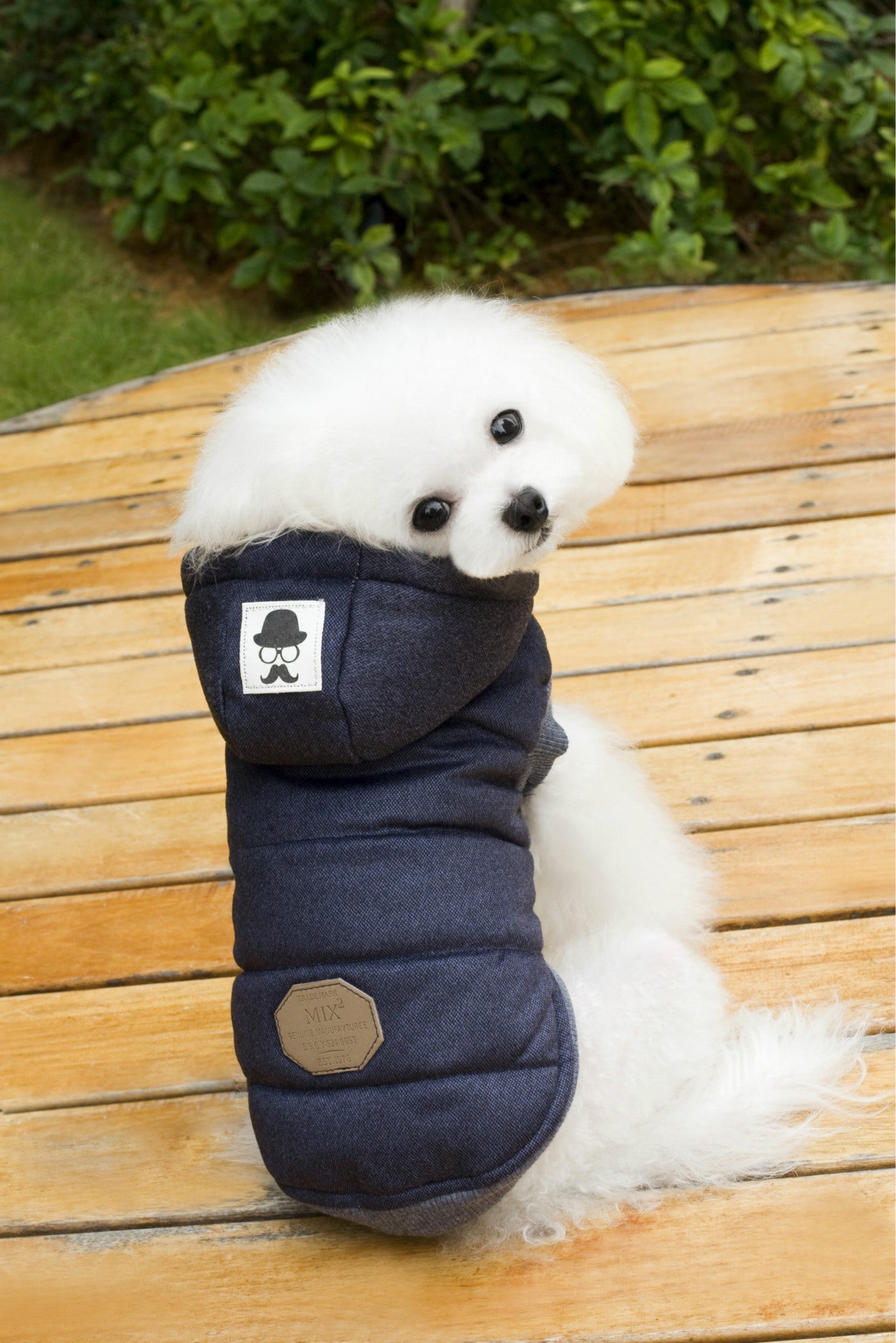 Teddy Dog Padded Coat