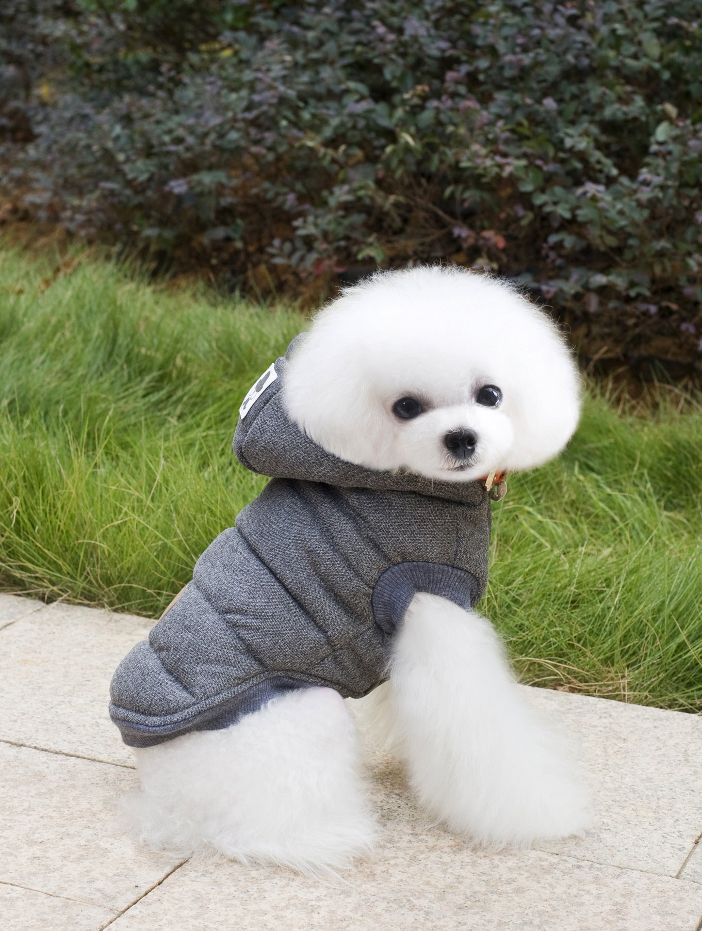 Teddy Dog Padded Coat